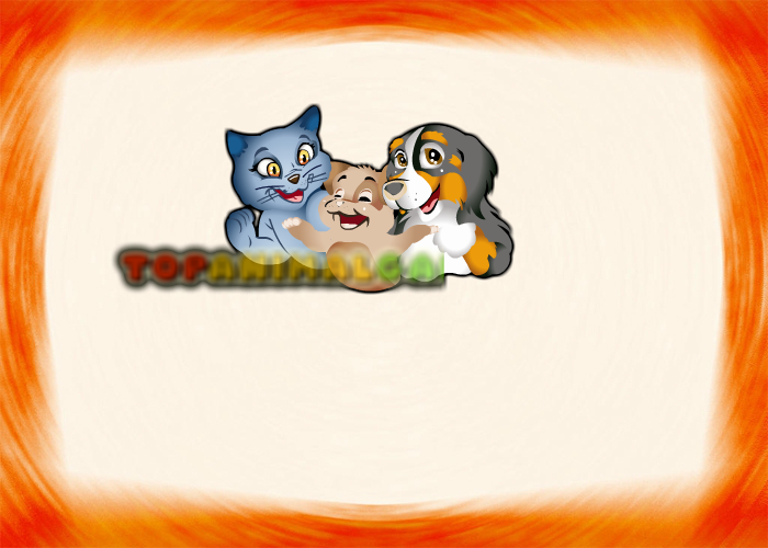 打扮加菲猫 截图 1/4