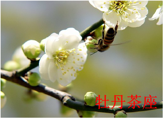 贺卡：梅花（1798） 截图 7/8