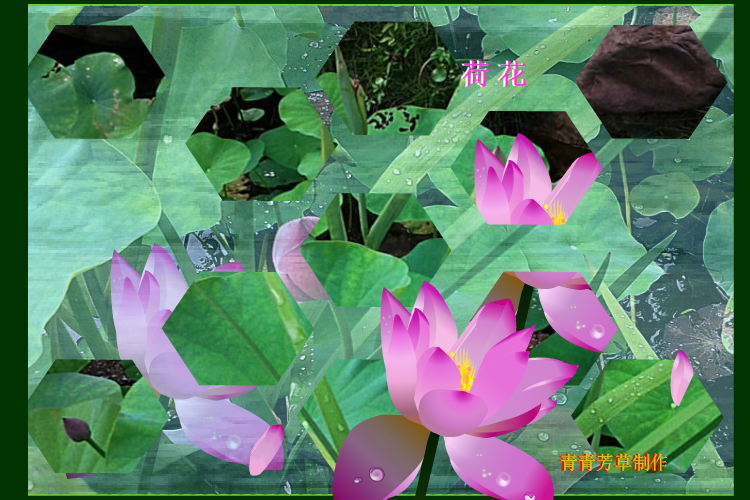 荷花颂 截图 1