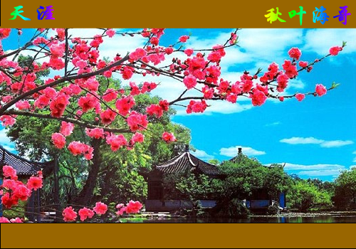 天涯（秋叶海哥） 截图 5/8