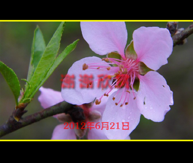 水莲花图（枫叶zdf0512） 截图 2/8