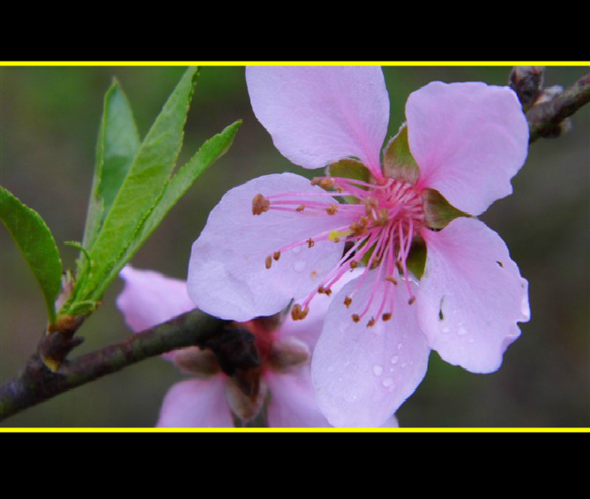 水莲花图（枫叶zdf0512） 截图 8/8