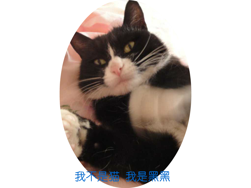 猫（飘渺客） 截图 4/8