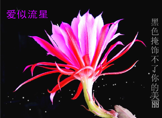 黑色掩饰不了你的美丽（风雨春秋） 截图 2/5