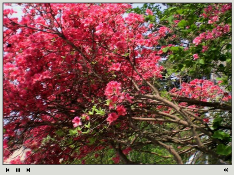 杜鹃花海—麻城观光摄影（浔阳司马） 截图 1/8