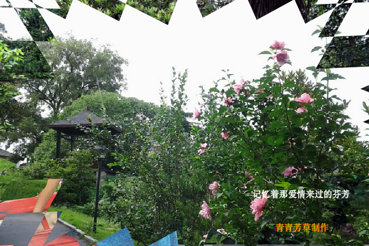 木槿花（sz_yxf） 截图 6/8