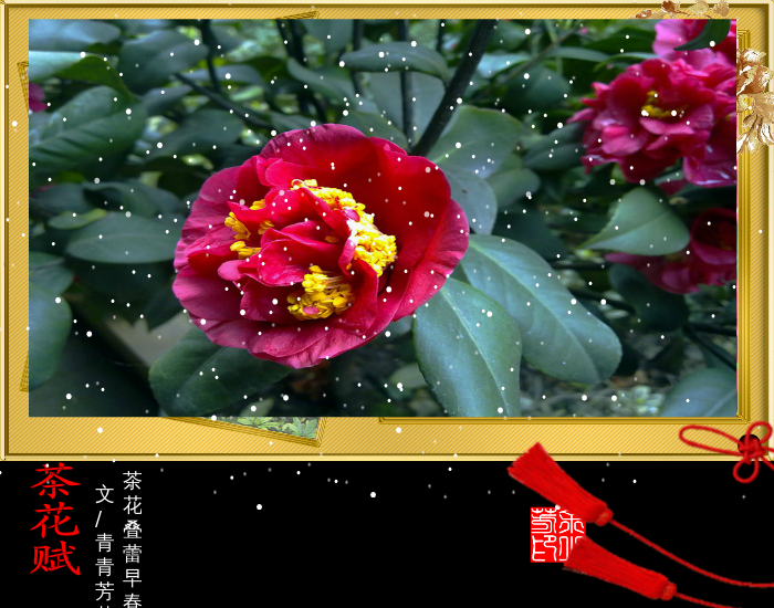 茶花赋（sz_yxf） 截图 1/8
