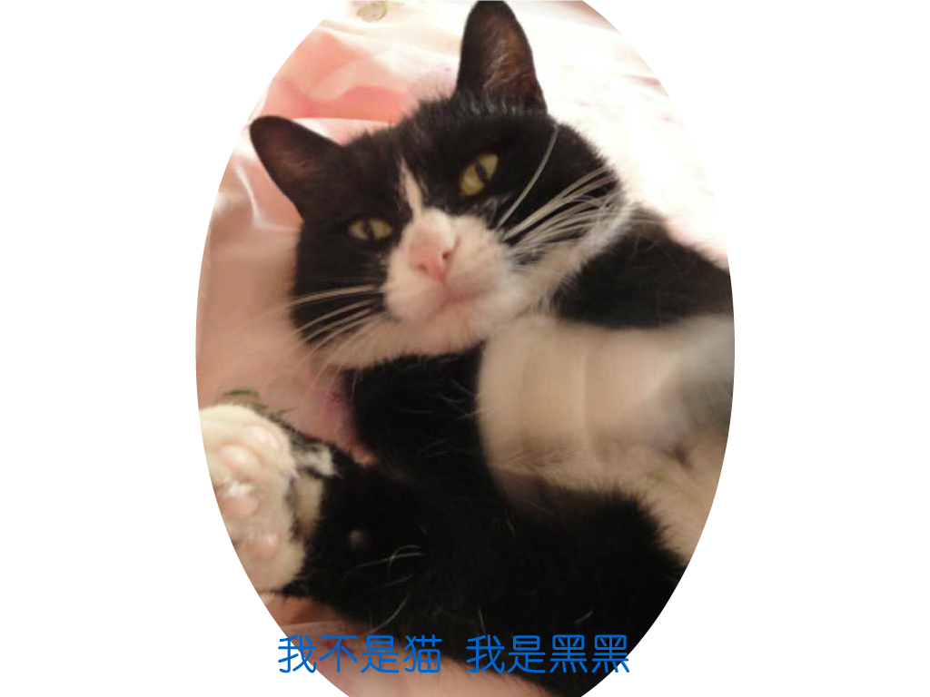 猫（飘渺客） 截图 5/8