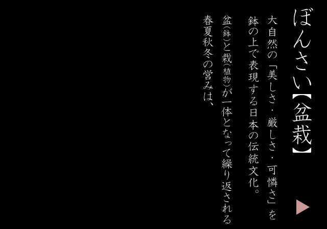盆景道场 截图 2/4