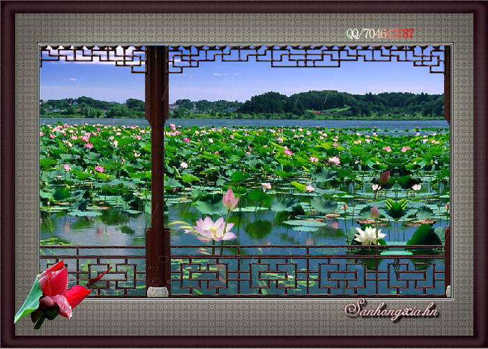 雨润荷花舞（秋雁雁） 截图 8/8
