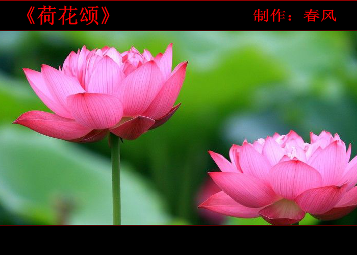 荷花颂（指间春色） 截图 1/8