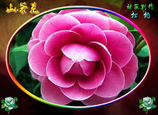 山茶花 截图 1