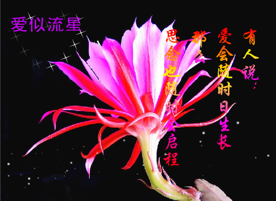 黑色掩饰不了你的美丽（风雨春秋） 截图 1/5