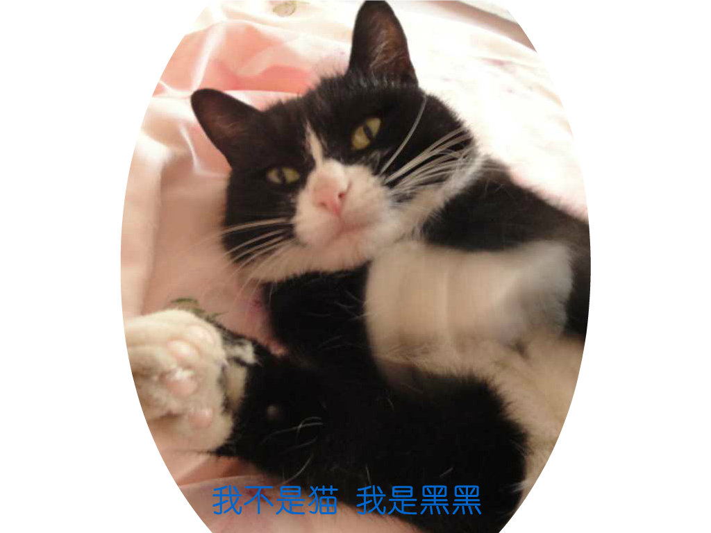 猫（飘渺客） 截图 6/8