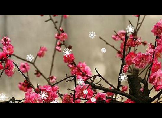 一剪梅（chenrongxin123） 截图 3/8