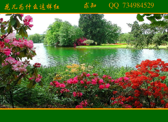 花儿为什么这样红（qiuzhi112） 截图 1/4