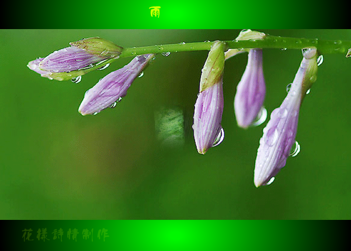 雨的印记（火星人QQ） 截图 7/8