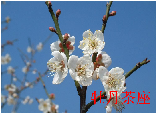 贺卡：梅花（1798） 截图 5/8