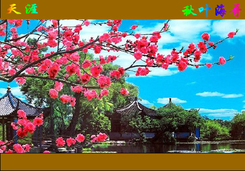 天涯（秋叶海哥） 截图 7/8