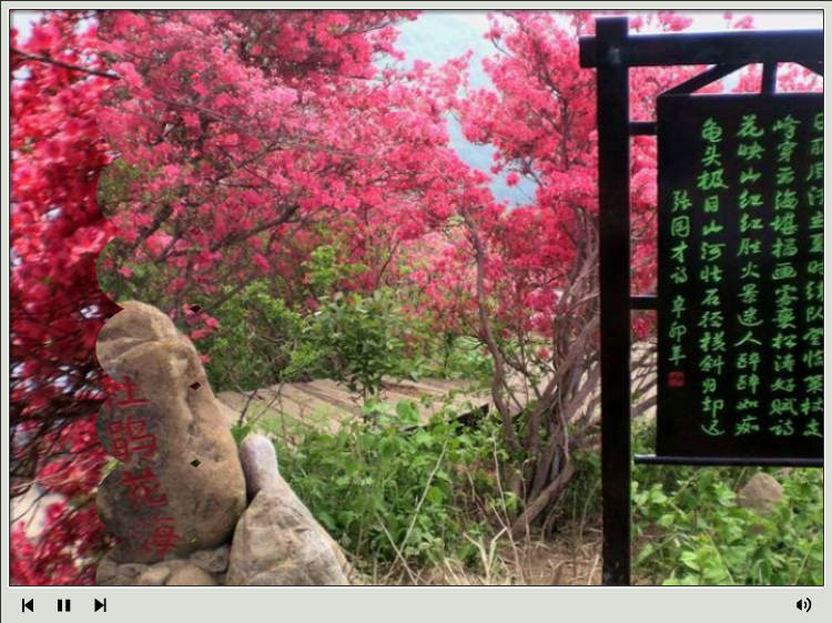 杜鹃花海—麻城观光摄影（浔阳司马） 截图 4/8