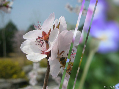 春天的瞬间预告片（昼夜） 截图 5/8