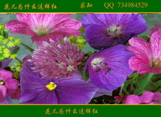 花儿为什么这样红（qiuzhi112） 截图 3/4