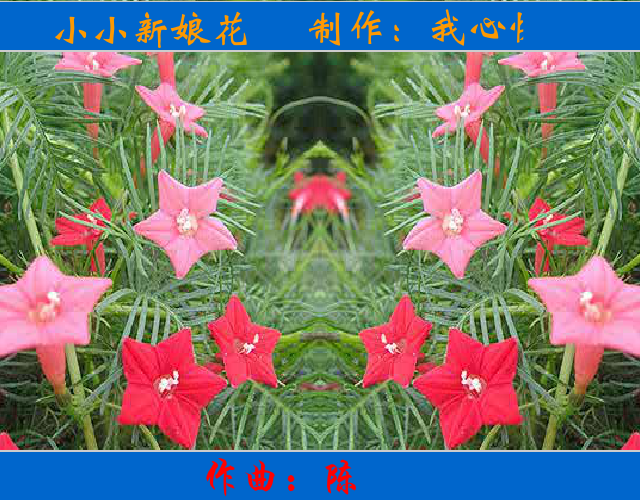 小小新娘花 截图 3