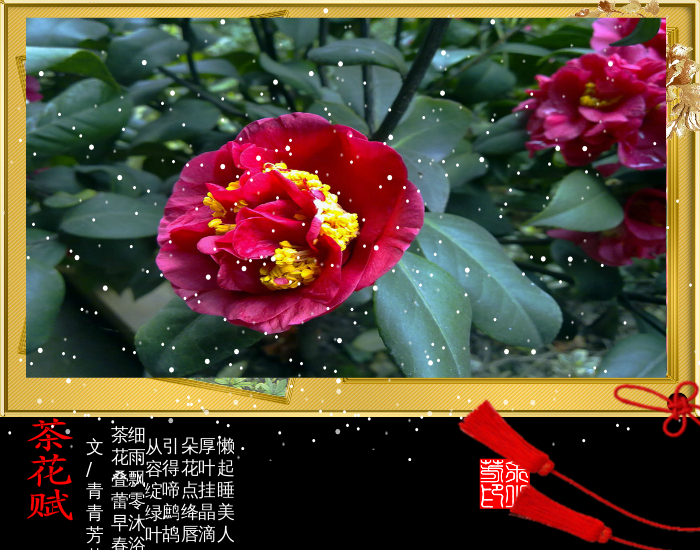 茶花赋（sz_yxf） 截图 2/8
